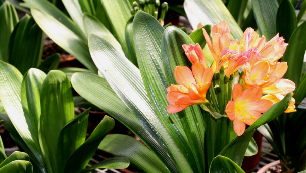 冬季室内养这5种花卉，让你告别单调的冬天